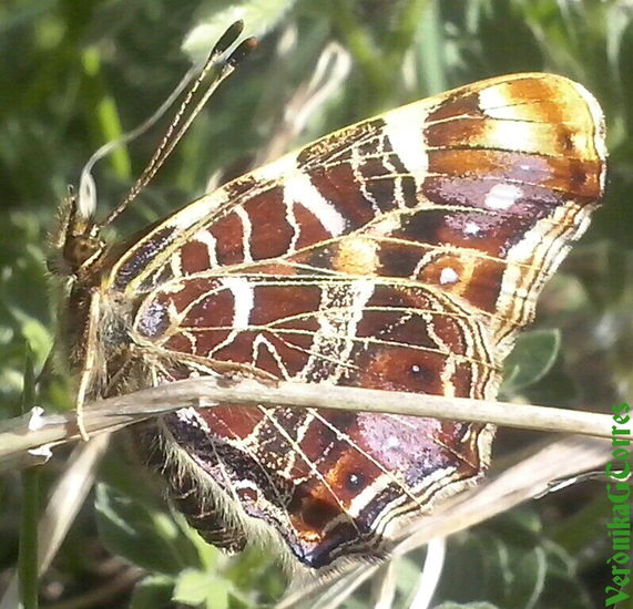 Papallona Nature Color (Digital)