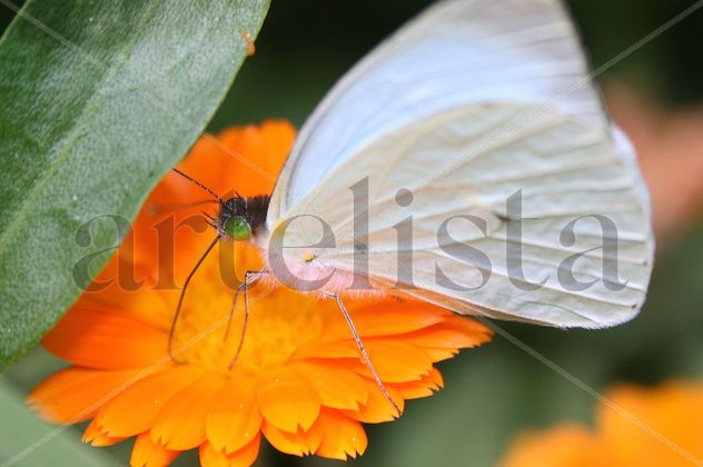 el encanto de la mariposa 3