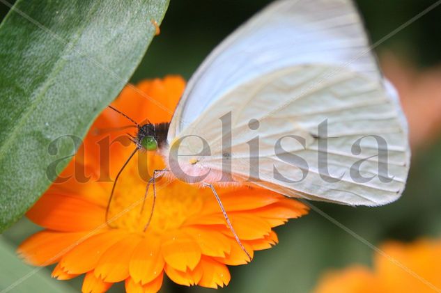 el encanto de la mariposa 3 Naturaleza Color (Digital)