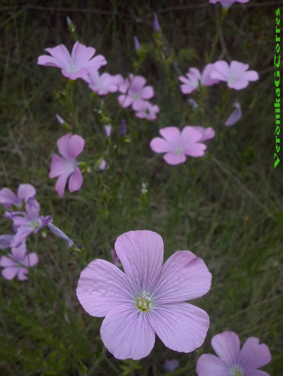 Flors Nature Color (Digital)