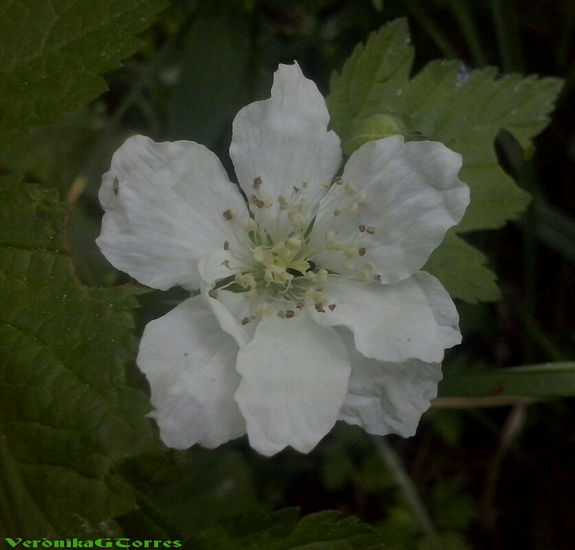 rosa silvestre Nature Color (Digital)