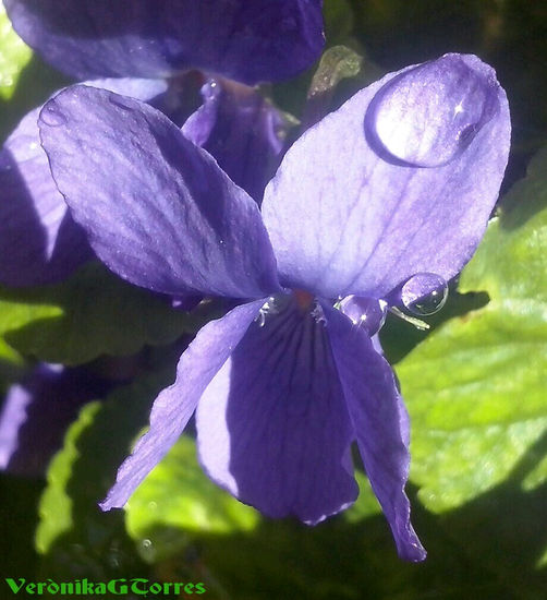 Violeta Naturaleza Color (Digital)