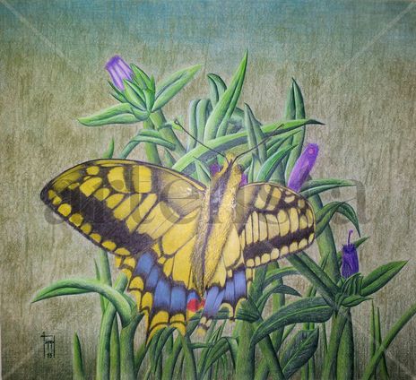 Mariposa