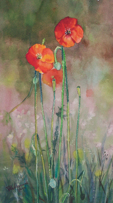 Amapolas