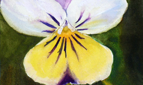 Flores