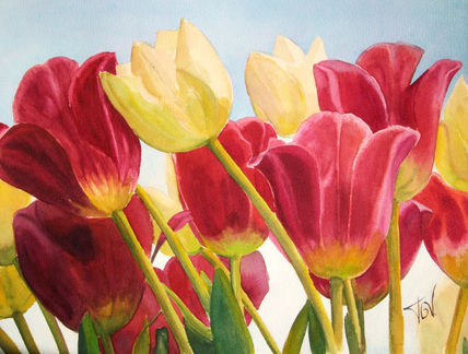 Tulipanes