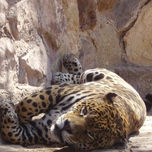 ANIMALES thumbnail 1