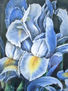 Iris Azul 1