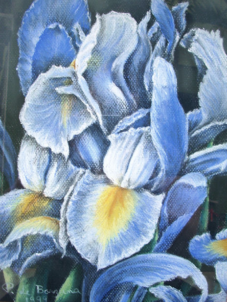 Iris Azul 1