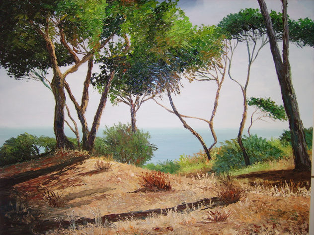 Los pinares de la Forestal (rota) Cadiz