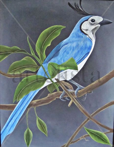 Urraca cariblanca