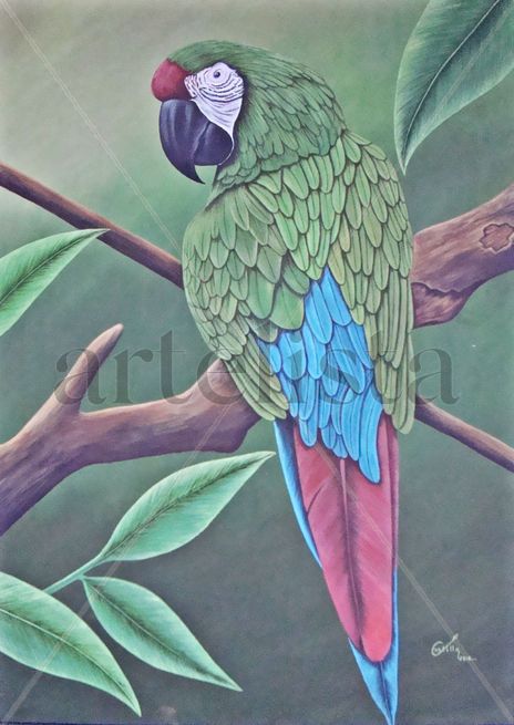 Lapa verde