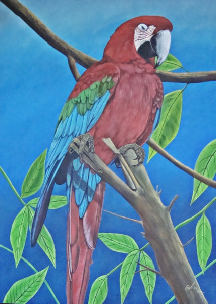 Lapa roja