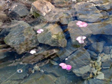 Fuente y flores