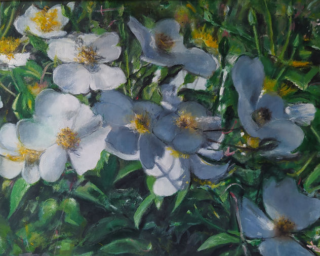 ROSAS SILVESTRES EN EL VALLE DE SANTULLÁN