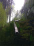 deforestación