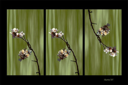 Flor de Almendro 2