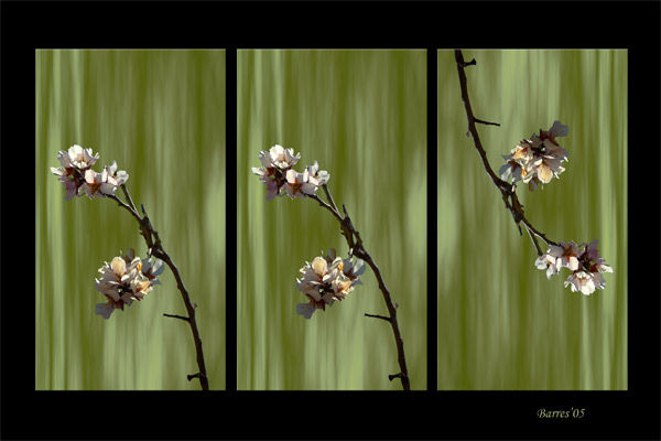 Flor de Almendro 2 Conceptual/Abstract Color (Digital)