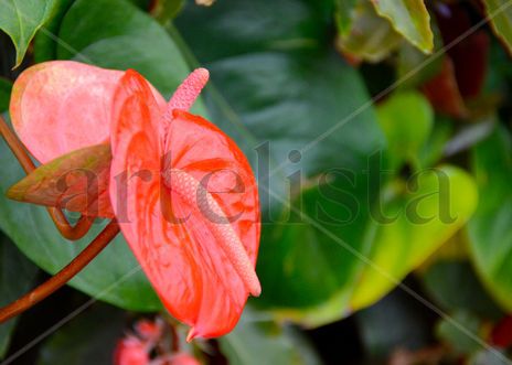 Coral