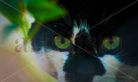 Fotografía animal