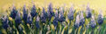 Lavanda