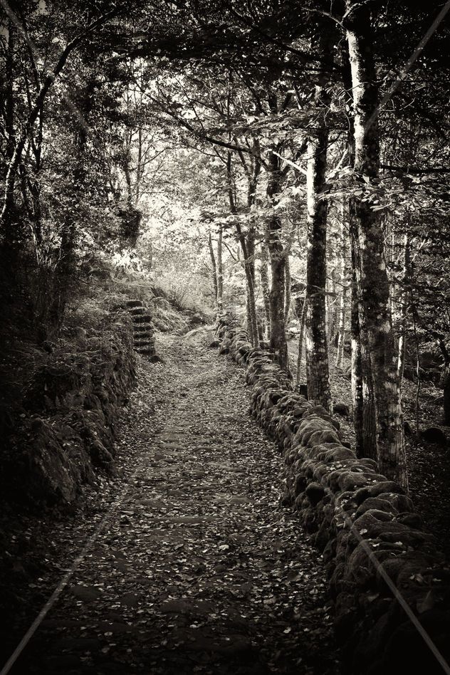 Forest