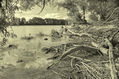 Alluvial forest on the waterfront of Danube