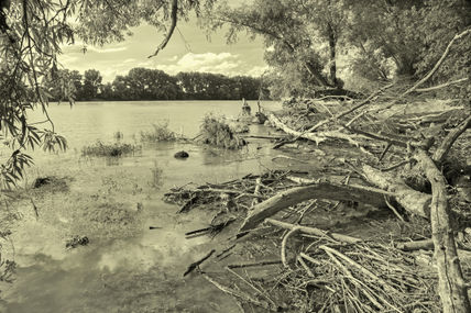 Alluvial forest on...