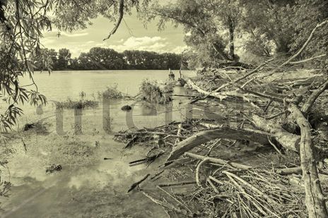 Alluvial forest on...