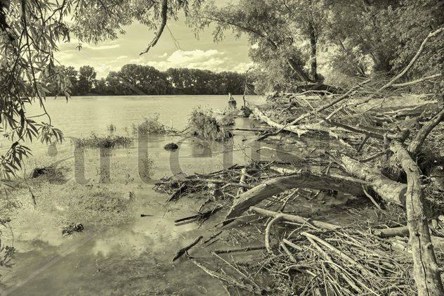 Alluvial forest on the waterfront of Danube