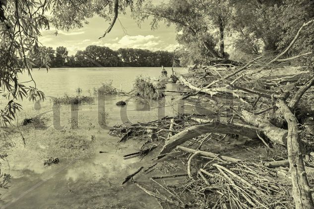 Alluvial forest on the waterfront of Danube Nature Black and White (Digital)