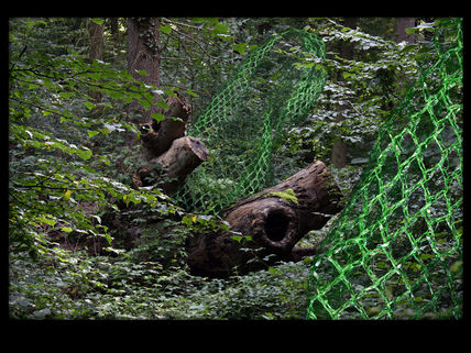 El Bosque Enredado 1