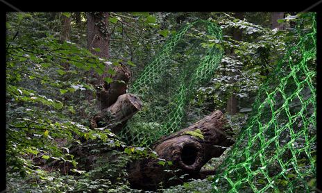 El Bosque Enredado - Der vernetzte Wald