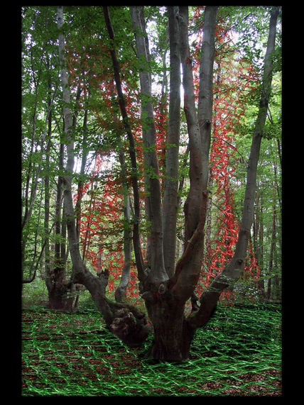 El Bosque Enredado 4