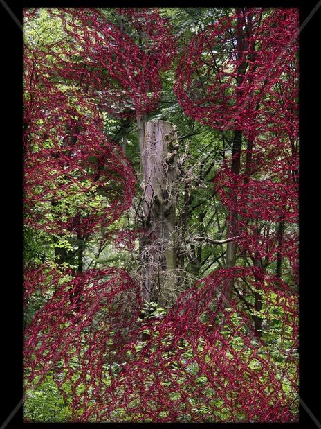 El Bosque Enredado 8
