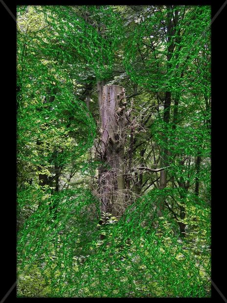 El Bosque Enredado 9