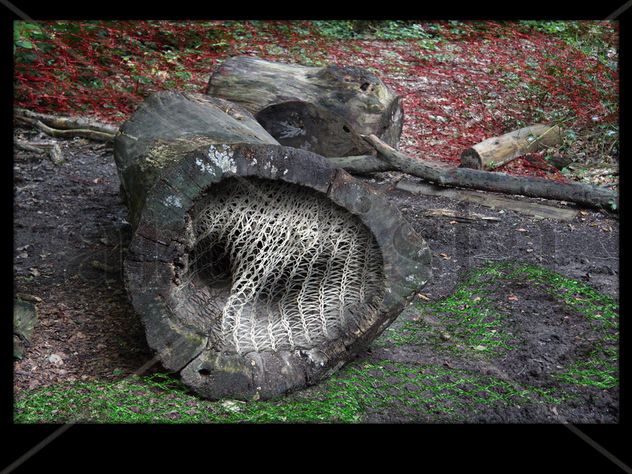 El Bosque Enredado 11