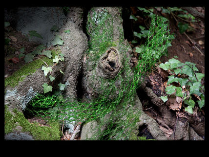 El Bosque Enredado 12