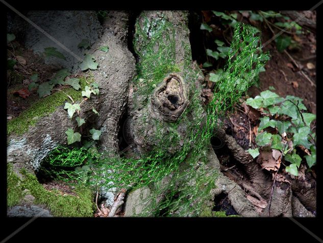 El Bosque Enredado 12 Naturaleza Técnicas alternativas