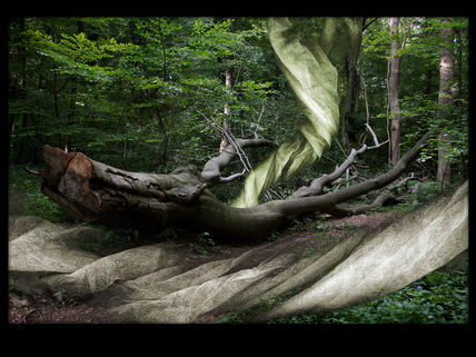 El Bosque Enredado 18