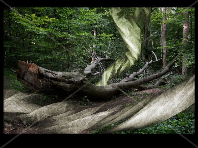 El Bosque Enredado 18 Naturaleza Técnicas alternativas