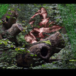 El Bosque Enredado - Der vernetzte Wald thumbnail 2