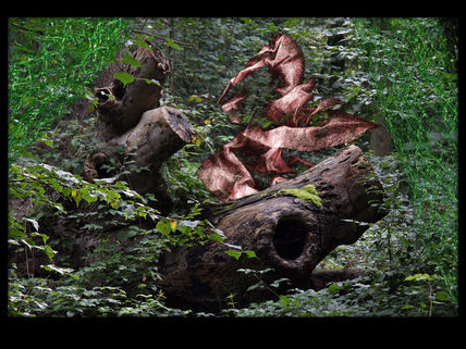 El Bosque Enredado 19