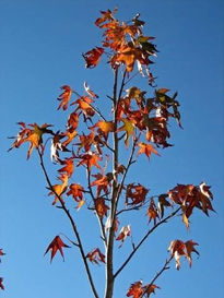 Liquidambar