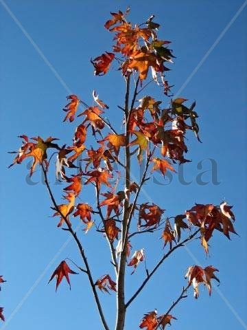 Liquidambar Naturaleza Color (Digital)