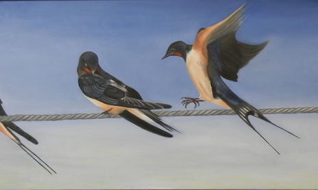 pajaros