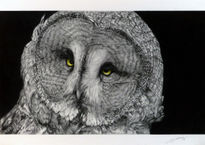 Great Grey Owl