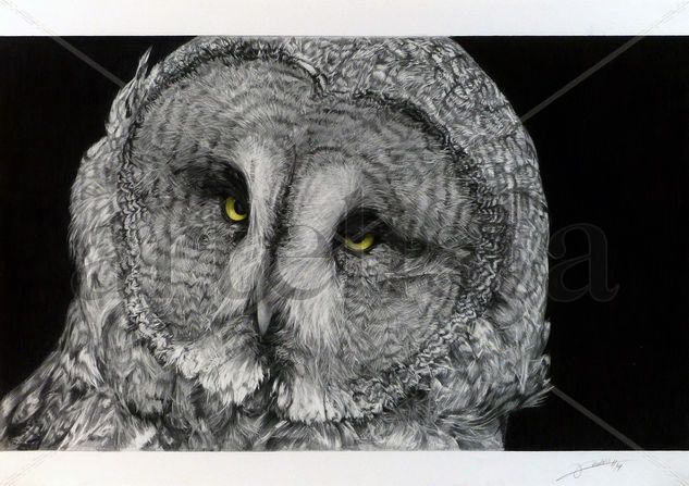 Great Grey Owl Graphite