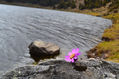 Flor en el páramo