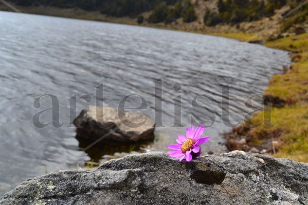 Flor en el páramo Naturaleza Color (Digital)